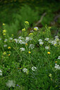 BUITEN BEELD Foto: 447589