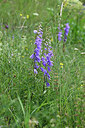 BUITEN BEELD Foto: 447592