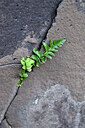 BUITEN BEELD Foto: 447594