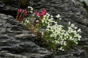 BUITEN BEELD Foto: 447597
