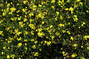 BUITEN BEELD Foto: 447611