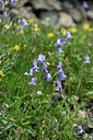 BUITEN BEELD Foto: 447615