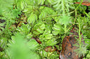 BUITEN BEELD Foto: 447640