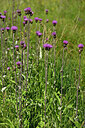 BUITEN BEELD Foto: 447641