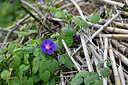 BUITEN BEELD Foto: 447643