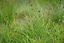 BUITEN BEELD Foto: 447664