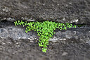 BUITEN BEELD Foto: 447667