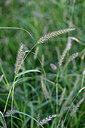 BUITEN BEELD Foto: 447670