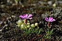 BUITEN BEELD Foto: 447673
