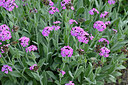 BUITEN BEELD Foto: 447682