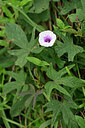 BUITEN BEELD Foto: 447684
