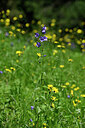 BUITEN BEELD Foto: 447694