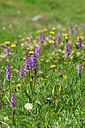 BUITEN BEELD Foto: 447695