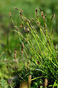 BUITEN BEELD Foto: 447706