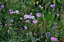 BUITEN BEELD Foto: 447708