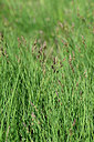 BUITEN BEELD Foto: 447710