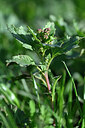 BUITEN BEELD Foto: 447718