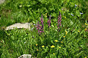 BUITEN BEELD Foto: 447728