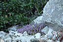 BUITEN BEELD Foto: 447745