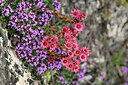 BUITEN BEELD Foto: 447751
