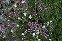 BUITEN BEELD Foto: 447752