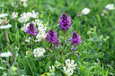 BUITEN BEELD Foto: 447753