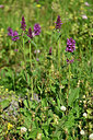 BUITEN BEELD Foto: 447766