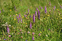 BUITEN BEELD Foto: 447778