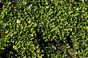 BUITEN BEELD Foto: 447788