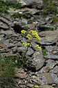 BUITEN BEELD Foto: 447790