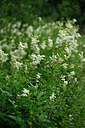 BUITEN BEELD Foto: 447791