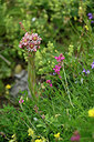 BUITEN BEELD Foto: 447798
