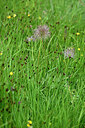 BUITEN BEELD Foto: 447806