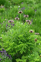 BUITEN BEELD Foto: 447808