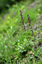 BUITEN BEELD Foto: 447812