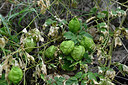 BUITEN BEELD Foto: 447815