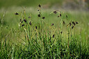BUITEN BEELD Foto: 447828
