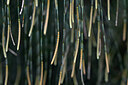 BUITEN BEELD Foto: 447830