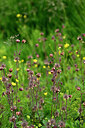 BUITEN BEELD Foto: 447833