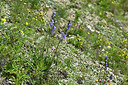 BUITEN BEELD Foto: 447840