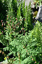 BUITEN BEELD Foto: 447841