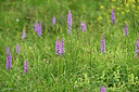 BUITEN BEELD Foto: 447848