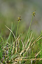 BUITEN BEELD Foto: 447851