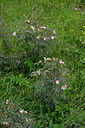 BUITEN BEELD Foto: 447878