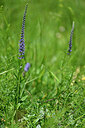 BUITEN BEELD Foto: 447881
