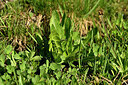 BUITEN BEELD Foto: 447883