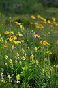 BUITEN BEELD Foto: 447891