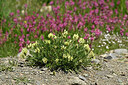 BUITEN BEELD Foto: 447892