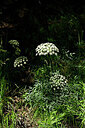 BUITEN BEELD Foto: 447906
