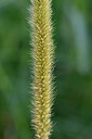 BUITEN BEELD Foto: 447909